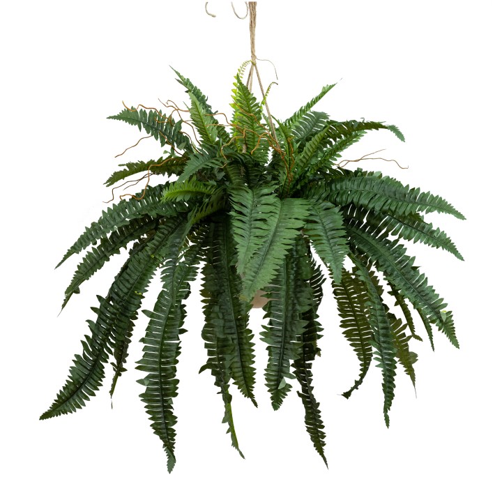 88CM BOSTON FERN IN HANGING PLANTER