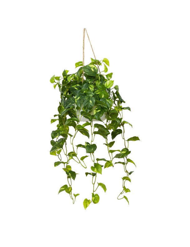 104CM POTHOS BUSH IN HANGING PLANTER