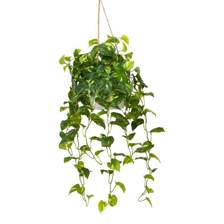 104CM POTHOS BUSH IN HANGING PLANTER