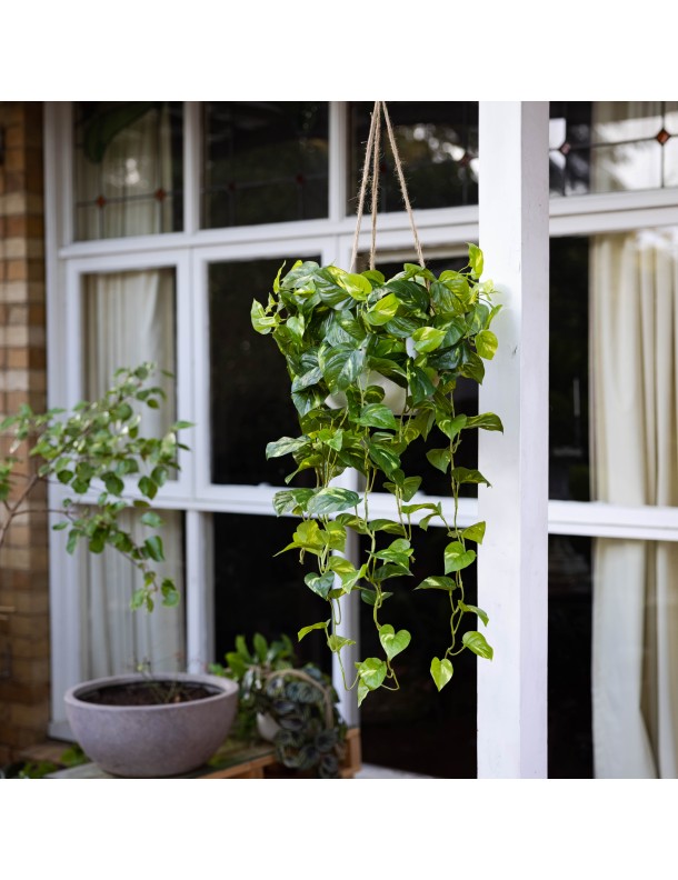 104CM POTHOS BUSH IN HANGING PLANTER