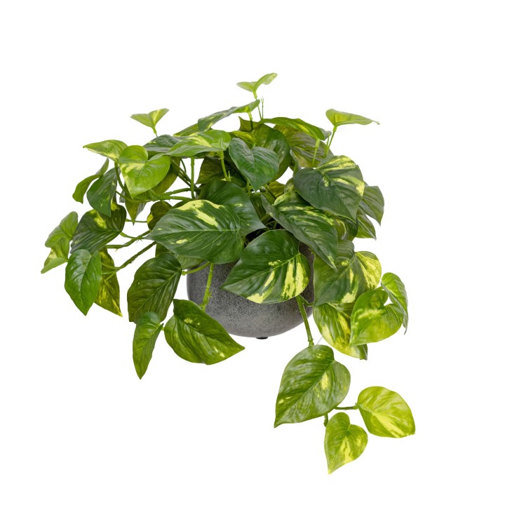 30CM POTHOS IN POT