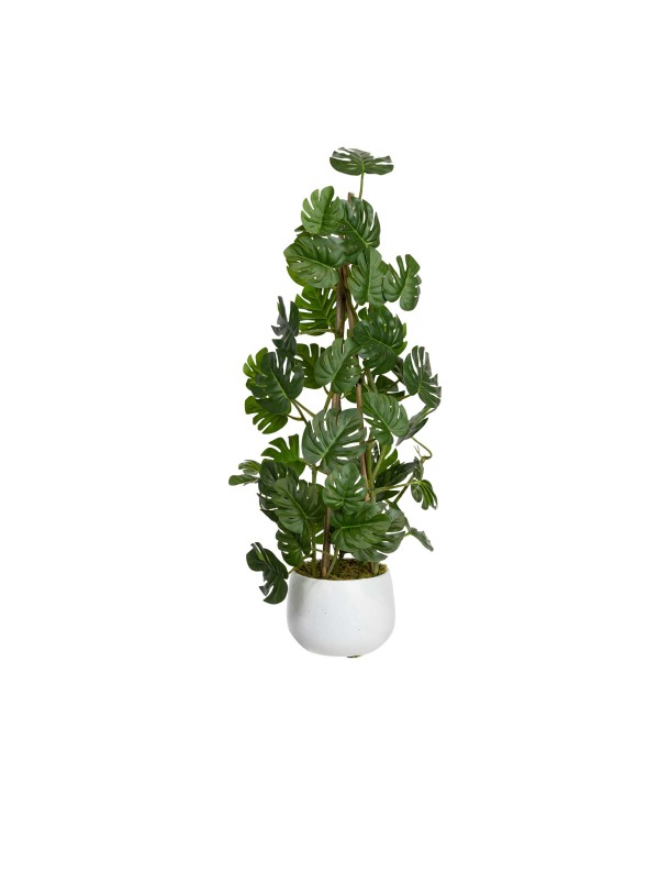 62CM CLIMBING SELLUM PHILO IN POT