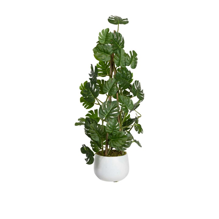 62CM CLIMBING SELLUM PHILO IN POT
