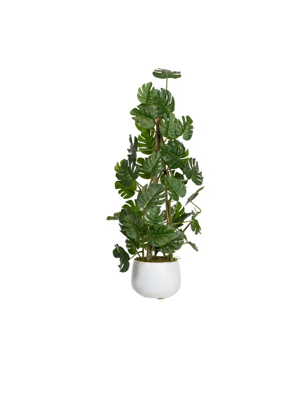 62CM CLIMBING SELLUM PHILO IN POT