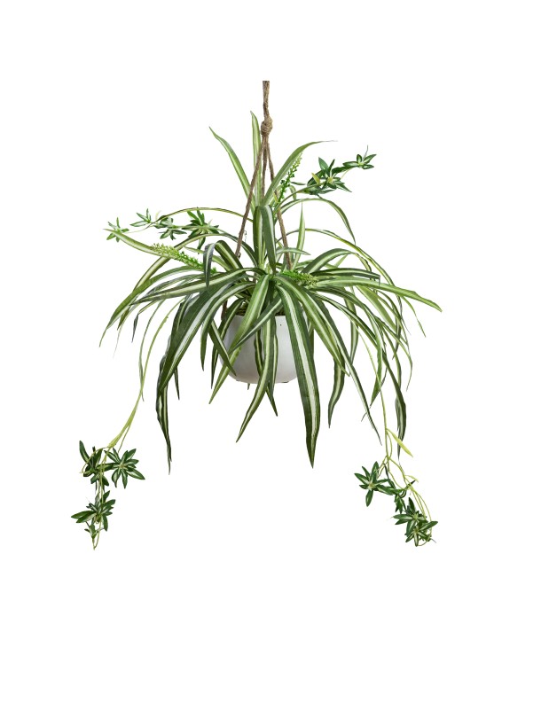 68CM SPIDER PLANT IN HANGING PLANTER