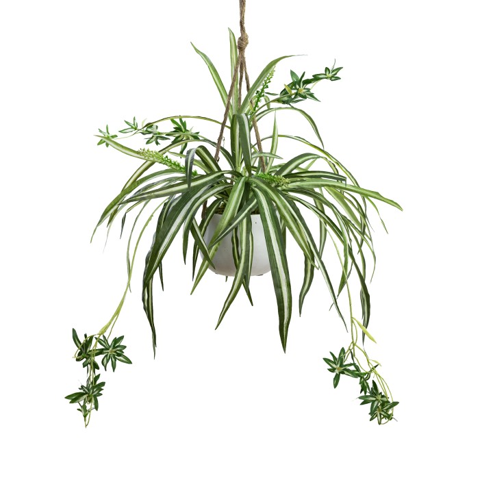 68CM SPIDER PLANT IN HANGING PLANTER
