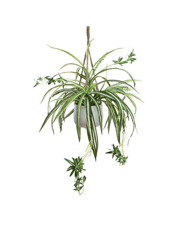 68CM SPIDER PLANT IN HANGING PLANTER