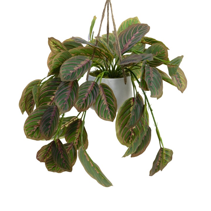 65CM PEACOCK BUSH IN HANGING PLANTER - LAST 2 PIECES