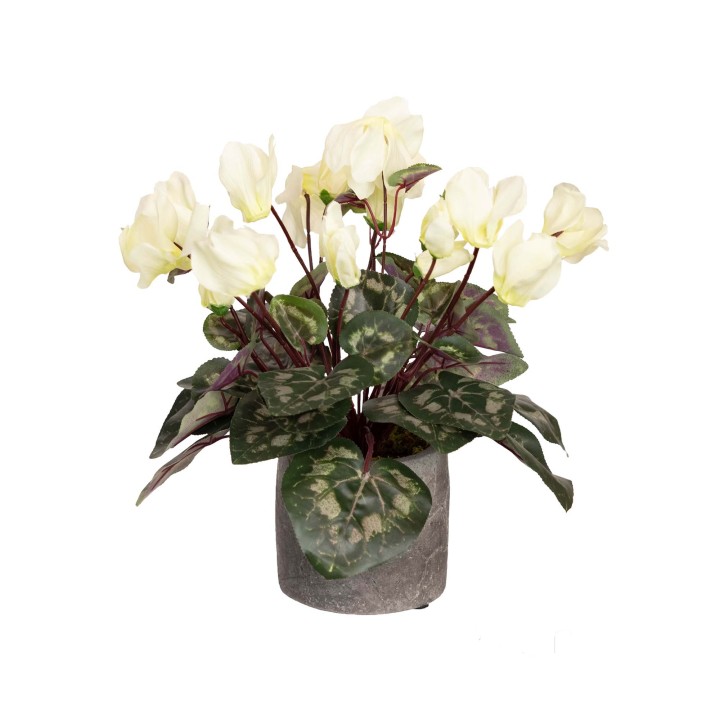 34CM CYCLAMEN IN POT CREAM