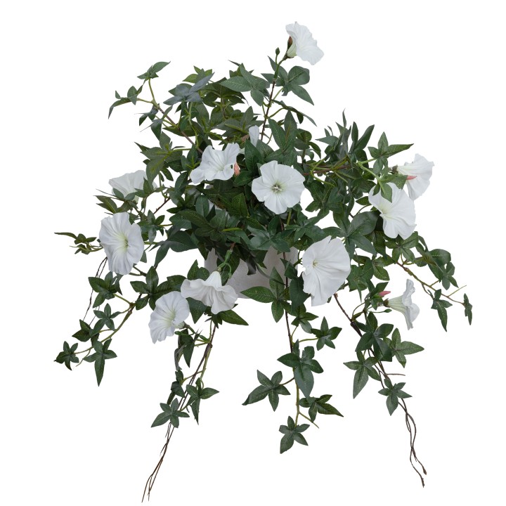 45CM MORNING GLORY IN POT CREAM - LAST 1 PIECE