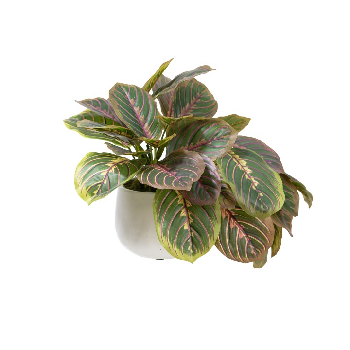 28CM PEACOCK BUSH IN POT