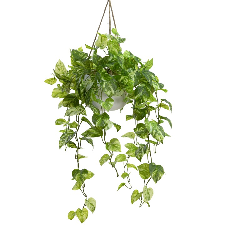 104CM POTHOS BUSH IN HANGING PLANTER