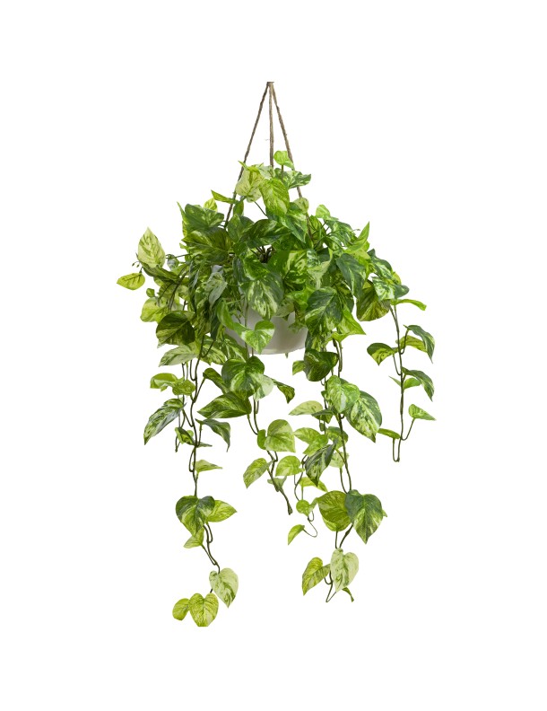 104CM POTHOS BUSH IN HANGING PLANTER