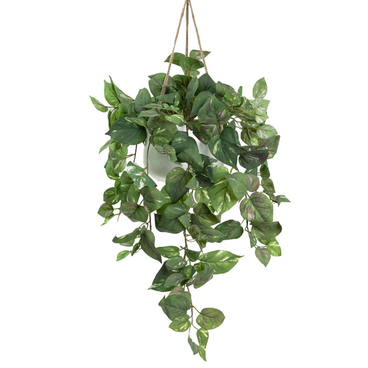 110CM POTHOS IN HANGING POT - LAST 1 PIECE
