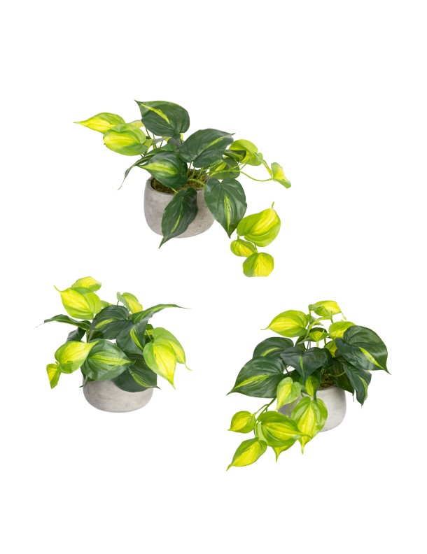 HOLLAND BUSH IN POT SET