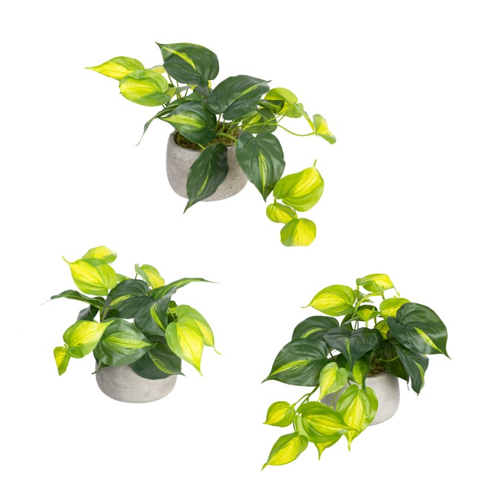 HOLLAND BUSH IN POT SET
