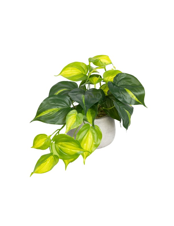 HOLLAND BUSH IN POT SET