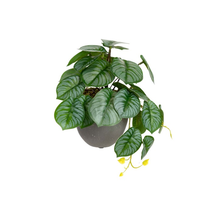 17CM CALATHEA BUSH IN POT