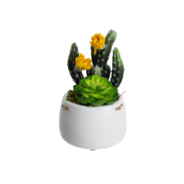 20CM SUCCULENT IN SMALL POT  - LAST 1 PIECE