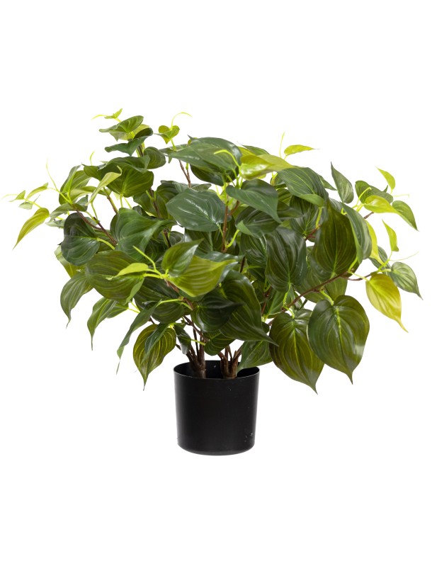 48CM PHILO MICAN BUSH IN POT