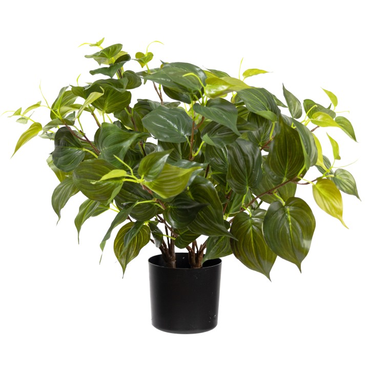 48CM PHILO MICAN BUSH IN POT