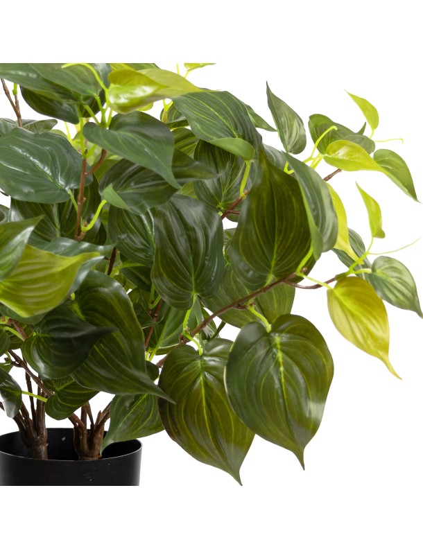 48CM PHILO MICAN BUSH IN POT