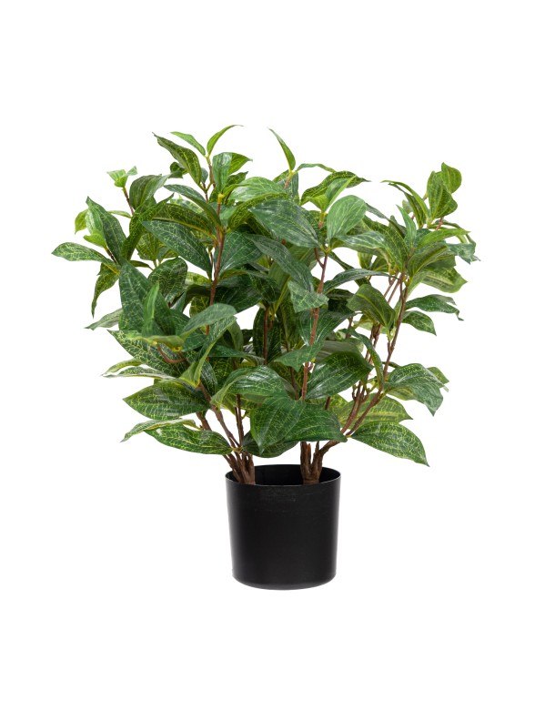 48CM JEWEL ORCHID BUSH IN POT