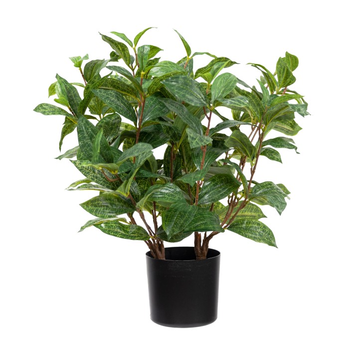 48CM JEWEL ORCHID BUSH IN POT