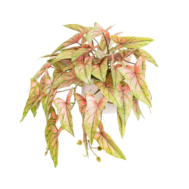 30CM REAL TOUCH SYNGONIUM BUSH IN POT RED