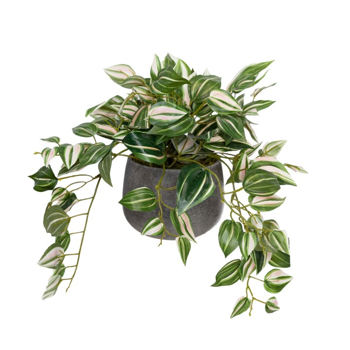 22CM WANDERING JEW IN POT
