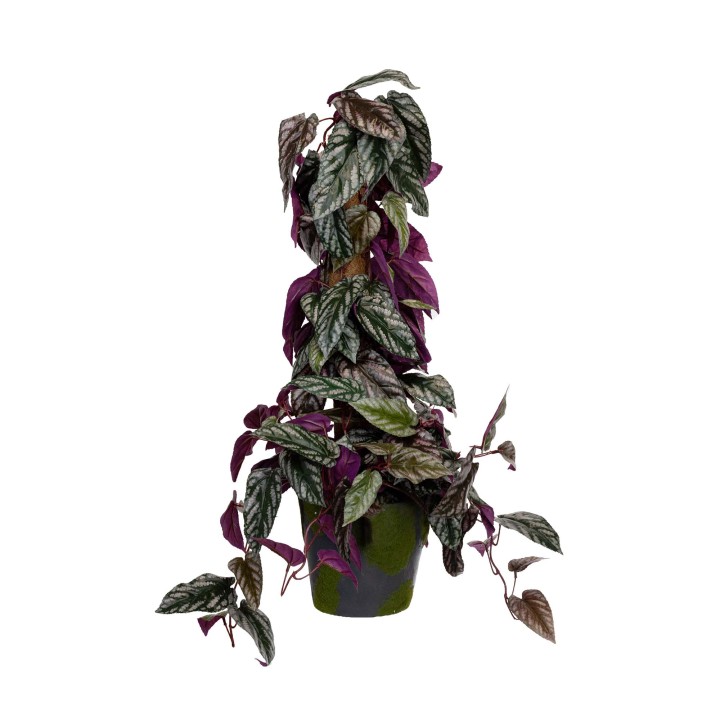 68CM CISSUS PLANT ON POLE