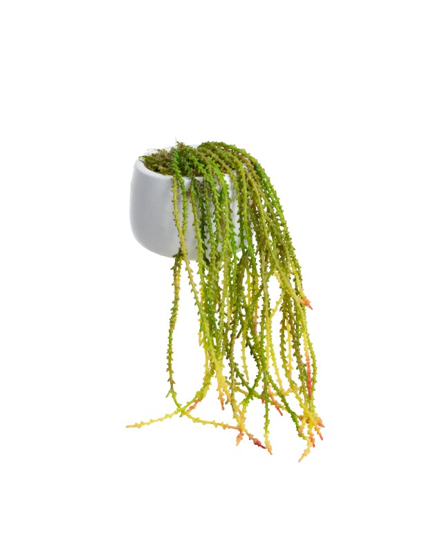 35CM TROPICAL HANGING BUSH IN POT - LAST 1PC