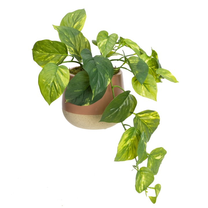 38CM POTHOS IN LUXE POT - LAST 1 PIECE