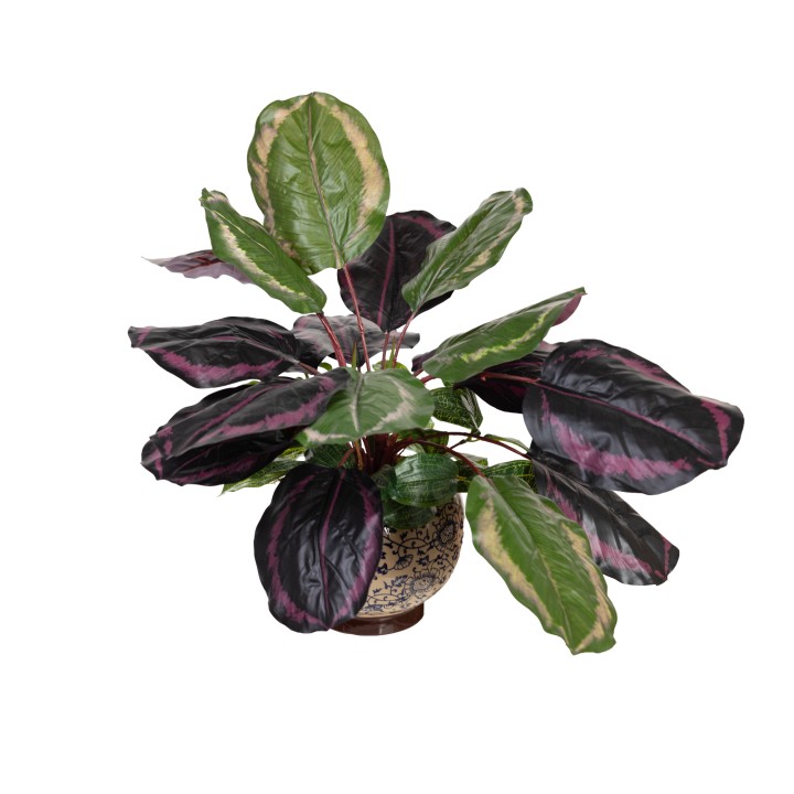 50CM CALATHEA BUSH IN HAMPTON POT