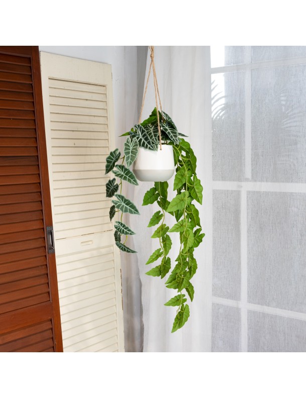 105CM ALACOSIA BUSH IN HANG PLANTER