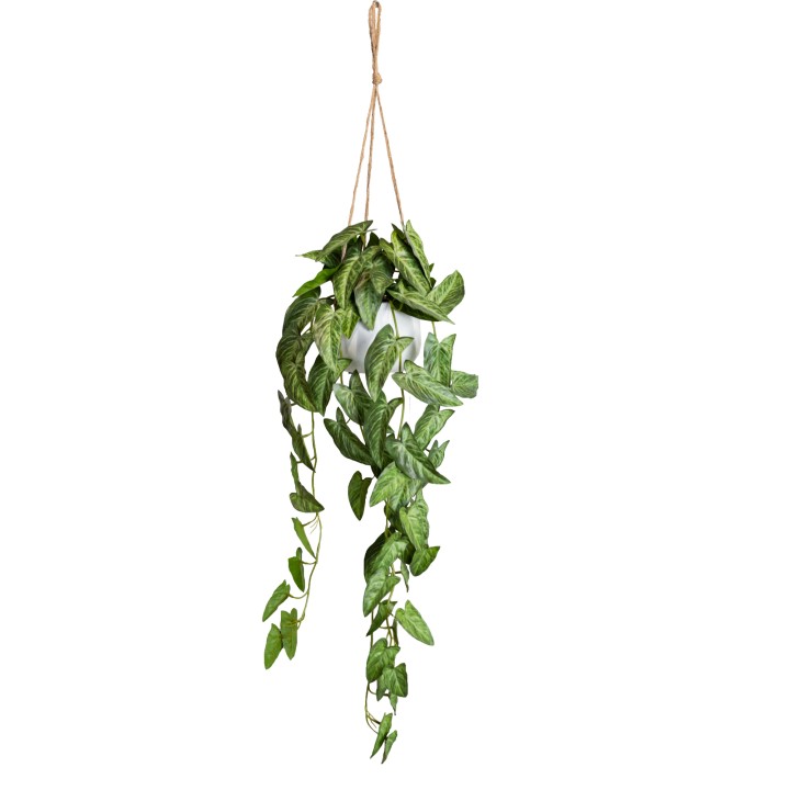 105CM DRAGON'S TAIL IN HANGING PLANTER