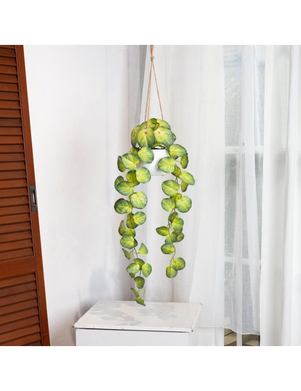 105CM BEGONIA IN HANGING PLANTER