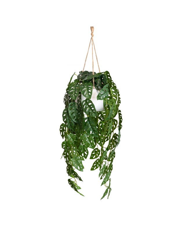 113CM ADASON'S MONSTERA IN HANGING PLANTER