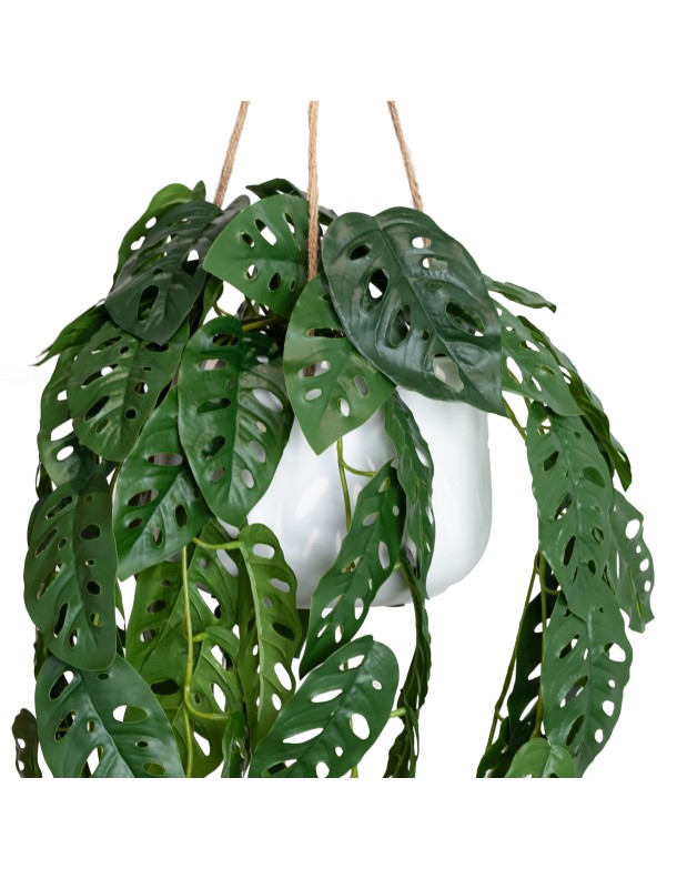 113CM ADASON'S MONSTERA IN HANGING PLANTER