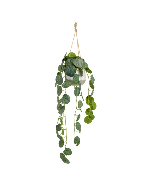 105CM GERAINIUM IN HANGING PLANTER