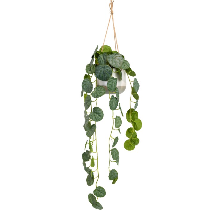 105CM GERAINIUM IN HANGING PLANTER