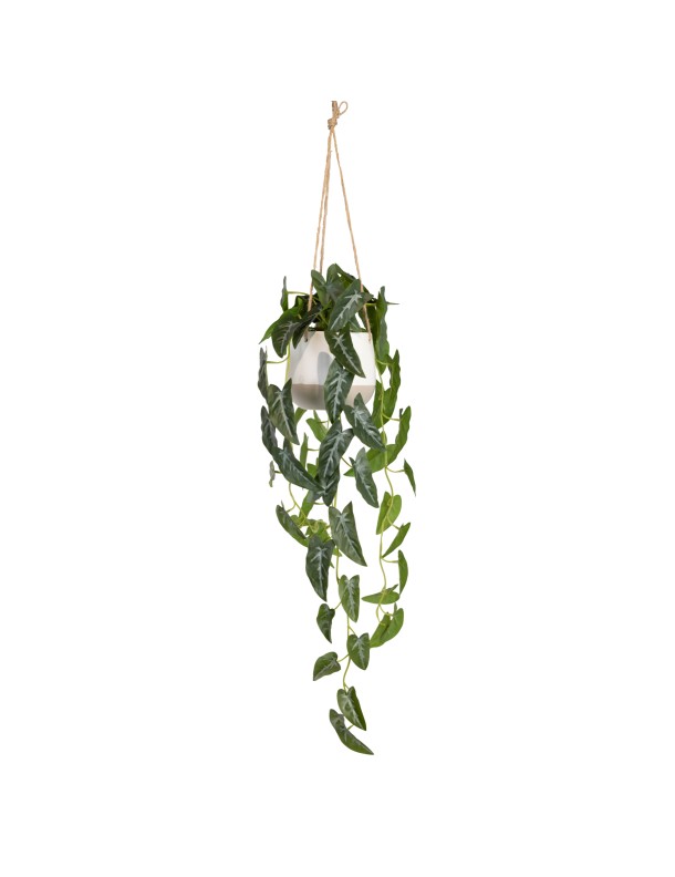 105CM SYNGONIUM IN HANGING PLANTER
