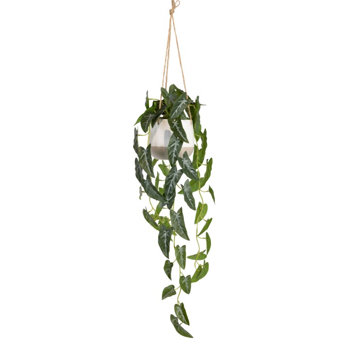 105CM SYNGONIUM IN HANGING PLANTER