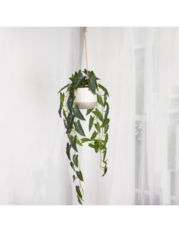 105CM SYNGONIUM IN HANGING PLANTER