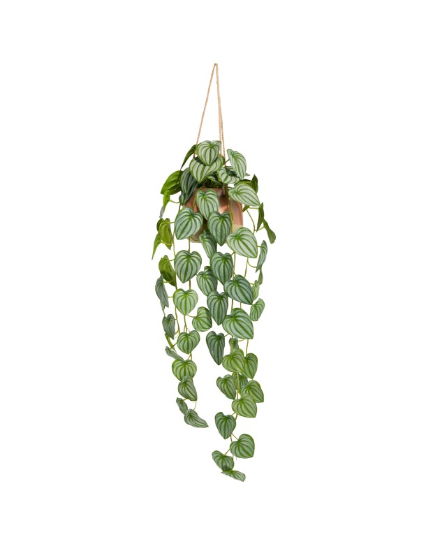 105CM WATERMELON BUSH IN HANGING PLANTER