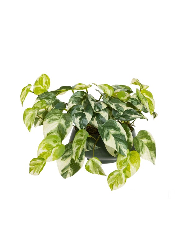 18CM POTHOS IN FOOTED CERAMIC BOWL