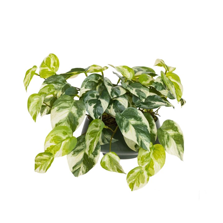 18CM POTHOS IN FOOTED CERAMIC BOWL