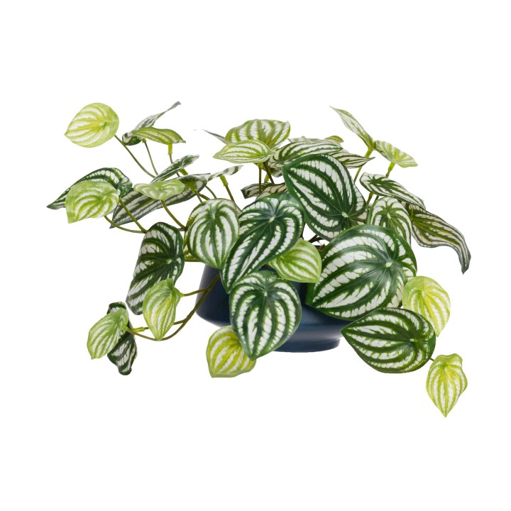 18CM WATERMELON PEPEROMIA IN FOOTED CERAMIC BOWL