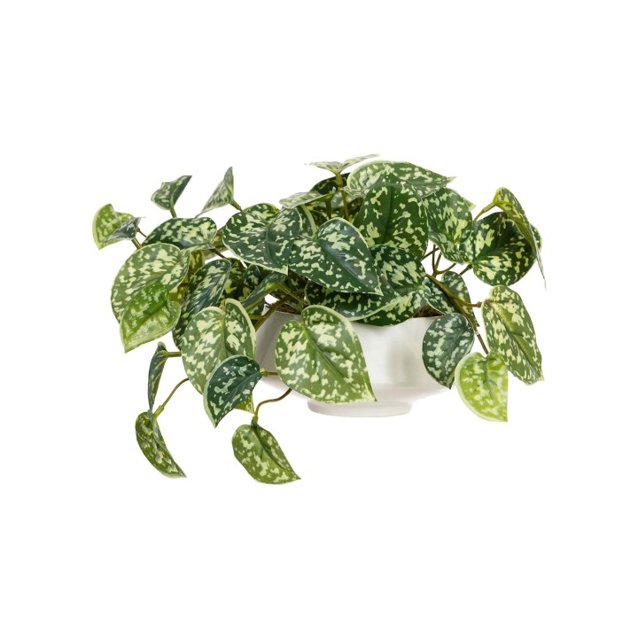 18CM SCINDAPSUS IN FOOTED CERAMIC BOWL