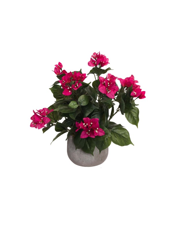 37CM BOUGAINVELLIEA IN POT